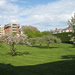 St. Ann's Academy Orchard